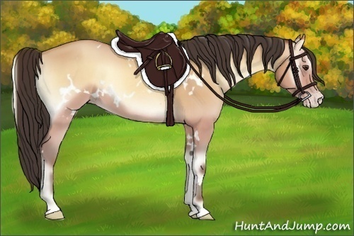 Horse Color:White Spotted Amber Champagne Onyx