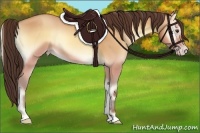 Horse Color:Amber Champagne Onyx