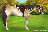 Horse Color:Amber Champagne Onyx