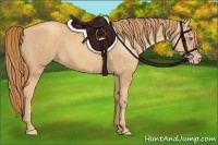 Horse Color:Gold Champagne 