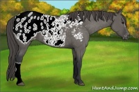 Horse Color:Grullo Appaloosa