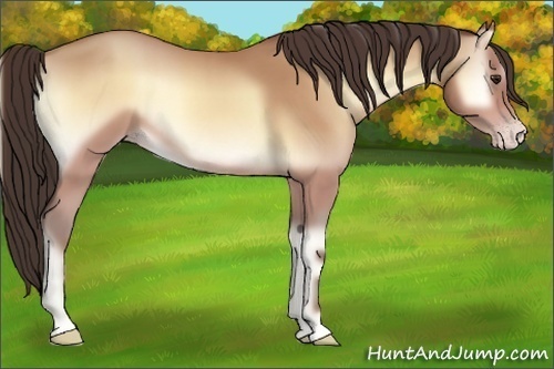 Horse Color:Amber Champagne Onyx