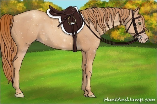 Horse Color:Gold Champagne