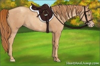 Horse Color:Gold Champagne