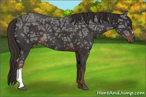 Horse Color:Liver Chestnut Ice 