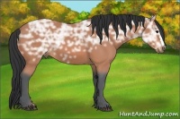 Horse Color:Bay Ice 