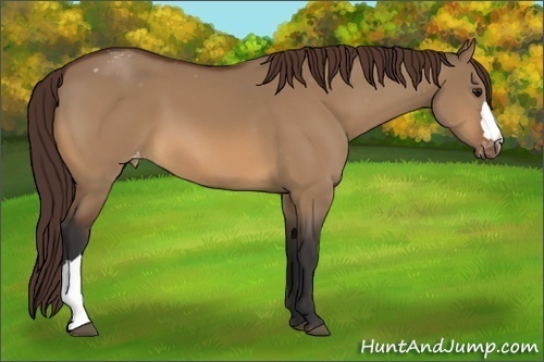 Horse Color:Bay Dun Appaloosa 