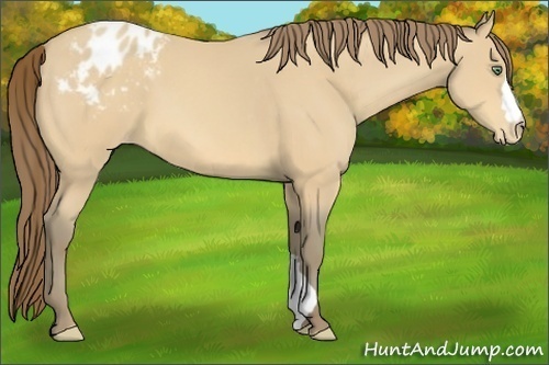 Horse Color:Amber Cream Champagne Appaloosa 