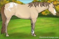Horse Color:Amber Cream Champagne Appaloosa 