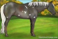 Horse Color:White Spotted Liver Chestnut 