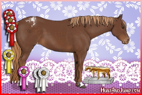 Horse Color:Chestnut Appaloosa 