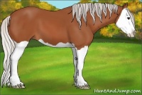 Horse Color:Silver Bay Splash 