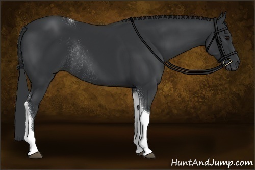 Horse Color:Black Sabino Tobiano Rabicano 