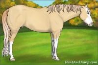 Horse Color:Gold Champagne Dun Splash 