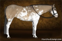 Horse Color:Buckskin Dun Sabino Rabicano