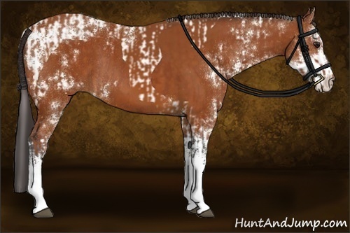 Horse Color:Brown Tobiano Rabicano and Buckskin Sabino