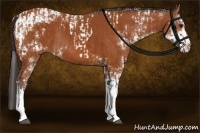 Horse Color:Brown Tobiano Rabicano  and Buckskin Sabino 