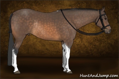 Horse Color:Buckskin Sabino Tobiano Rabicano 