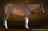 Horse Color:Buckskin Sabino Tobiano Rabicano