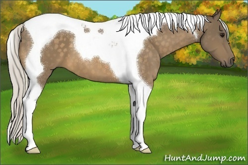 Horse Color:Silver Buckskin Tobiano 