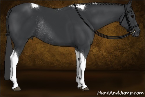 Horse Color:Black Sabino Tobiano Rabicano