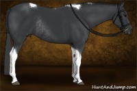 Horse Color:Black Sabino Tobiano Rabicano 