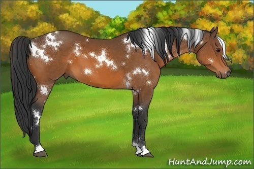 Horse Color:White Spotted Bay 