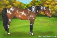 Horse Color:White Spotted Bay