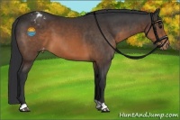 Horse Color:Brown Appaloosa 