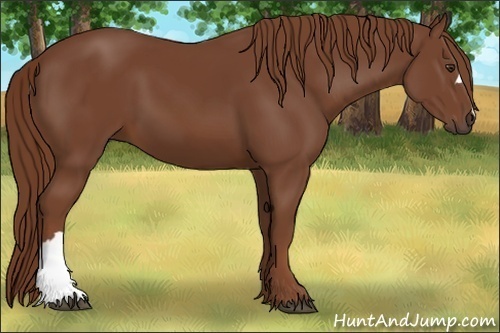 Horse Color:Chestnut 