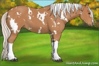 Horse Color:White Spotted Silver Bay 