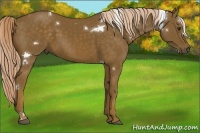 Horse Color:White Spotted Chocolate Palomino 