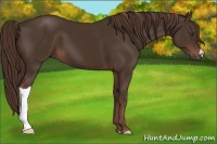 Horse Color:Liver Chestnut 