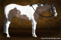 Horse Color:Brown Sabino Tobiano Rabicano