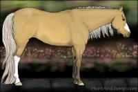 Horse Color:Silver Buckskin Dun