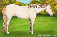 Horse Color:Buckskin Roan Pearl Rabicano and Buckskin Roan Pearl Rabicano