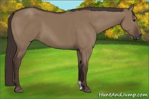 Horse Color:Liver Red Dun