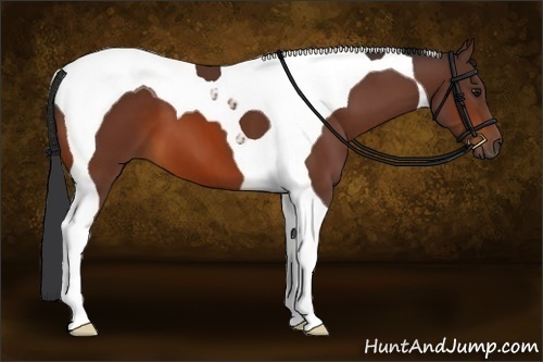 Horse Color:Brown Tobiano 