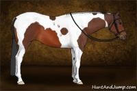 Horse Color:Brown Tobiano 