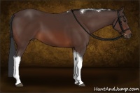 Horse Color:Brown Tobiano 