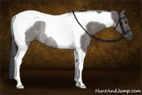 Horse Color:Grullo Tobiano Rabicano 