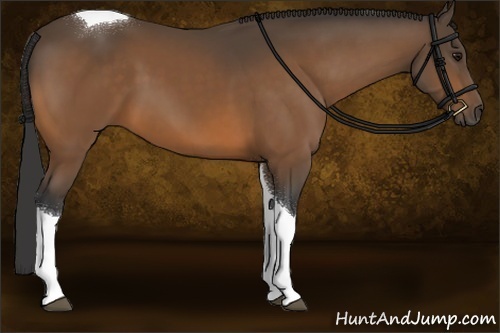 Horse Color:Buckskin Tobiano