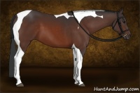 Horse Color:Brown Tobiano 