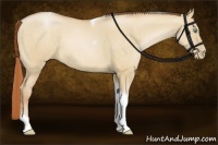Horse Color:Buckskin Pearl Dun Tobiano 