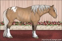 Horse Color:Silver Buckskin Appaloosa Rabicano
