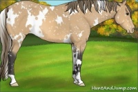 Horse Color:White Spotted Buckskin Appaloosa