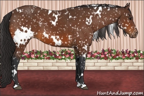 Horse Color:White Spotted Bay Appaloosa 