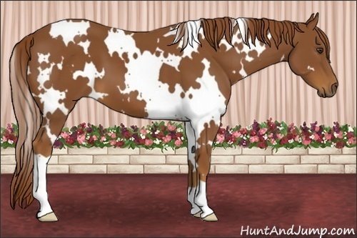 Horse Color:White Spotted Chestnut 