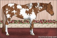 Horse Color:White Spotted Chestnut 