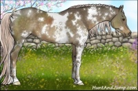 Horse Color:White Spotted Chocolate Palomino